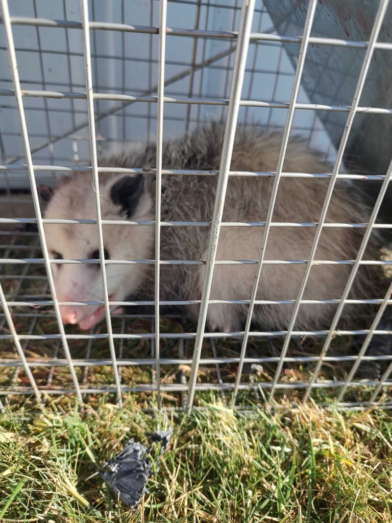 Wildlife Removal Lyons