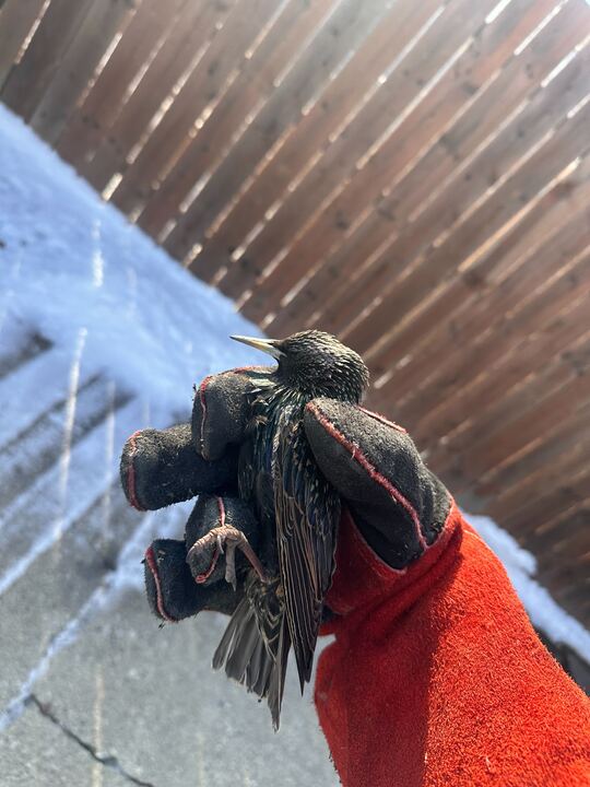 Wildlife Removal Lyons