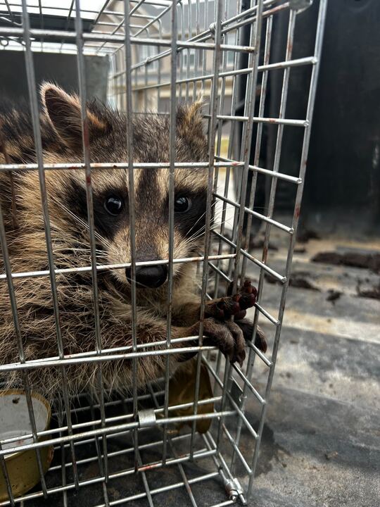 Wildlife Removal Lyons