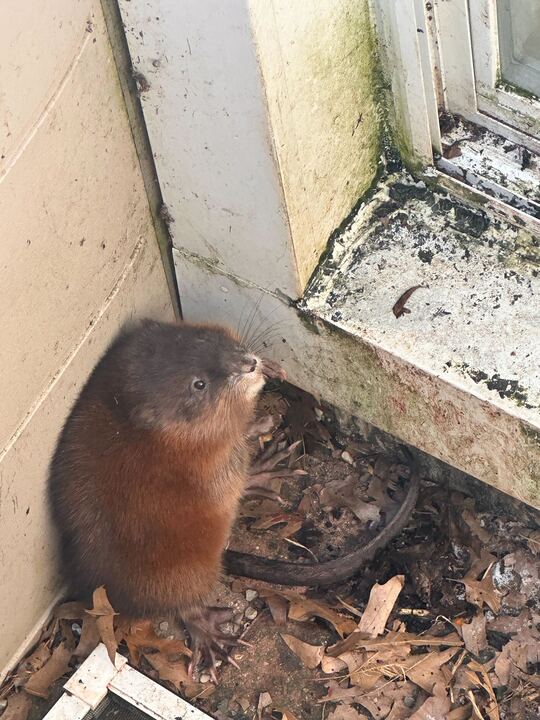Wildlife Removal Lyons